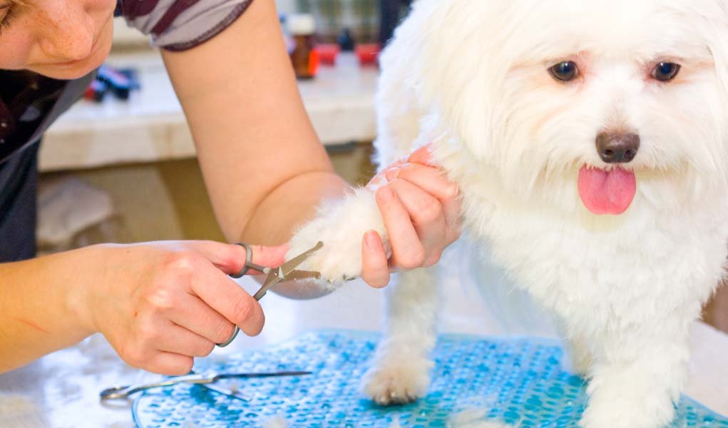 Как сделать гигиеническую стрижку собаке